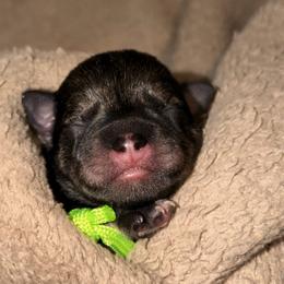 Bingo - Salt and pepper female Miniature Schnauzer puppy in Bellingham, Washington from Tikilove Farm