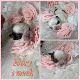 Ivory - White female Shih Tzu puppy in Coolidge, Arizona from Shih Tzu’s  ‘N’ Love