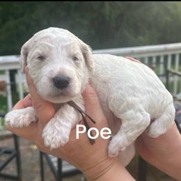 Poe - Cream male Poodle puppy in Prosperity, Pennsylvania from Stelladoodles & Company