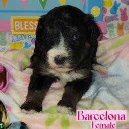 Barcelona - Tri-color female Bernedoodle puppy in Beecher, Illinois from Erica’s Doodles