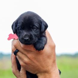 Red Girl - Black female Labrador Retriever puppy in Linville, Virginia from Virginia Labradors