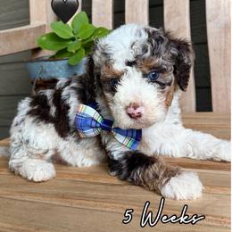 Theo - Chocolate merle male Bernedoodle puppy in Runaway Bay, Texas from Green Ranch Doodles