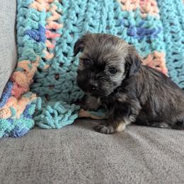 Daisy - Black and tan female Havanese puppy in Zanesville, Ohio from Charlotte Landry