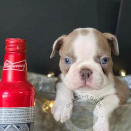 Budweiser - Lilac male Boston Terrier puppy in Columbia Falls, Montana from Glacier Bark Boston Terriers