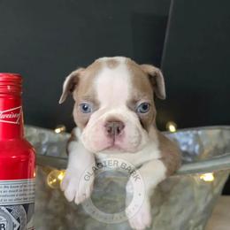 Budweiser - Lilac male Boston Terrier puppy in Columbia Falls, Montana from Glacier Bark Boston Terriers