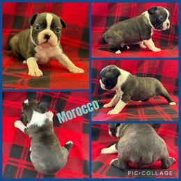 Morroco - Black brindle and white male Boston Terrier puppy in Wheatland, California from 🐾❤️ Stephanie's Boston Terriers ❤️🐾