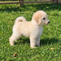 Mercury - White female Poodle puppy in Greenwich, New York from MizzElle’s Standard Poodles