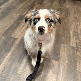 Australian Shepherd All Grown Up from Flowertown Aussies