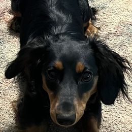 Sassy - Miniature American Shepherd
