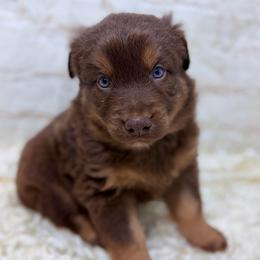 Shepherd - Green Collar - Red tri-color male Australian Shepherd puppy in San Marcos, California from Faith Family Freedom Farm