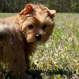 Yorkshire Terrier Puppies from Teresa's Yorkshire Terriers
