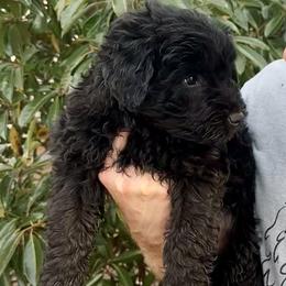 Amour - Black and white male Aussiedoodle puppy in Stokesdale, North Carolina from His and Hers Poodles and Doodles
