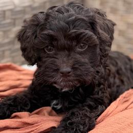 Willow - Brown and white female Cockapoo puppy in Aurora, Missouri from Sweet Peach Puppies