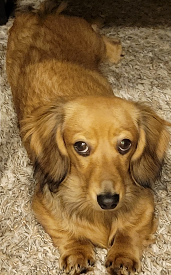 Dachshund All Grown Up from Amber Doxies