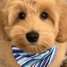Australian Labradoodle Puppies from Green Mountain Australian Labradoodles