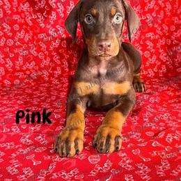 Pink Collar - Red and rust female Doberman Pinscher puppy in Louisville, Kentucky from Ruiz Dobermans