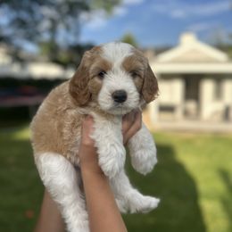 Bamaxx - Parti male Assorted Doodle Crosses puppy in Smithfield, Utah from Golden Palms Puppies