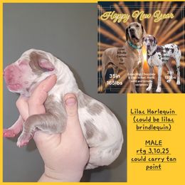 Great Dane Puppies from LakeSide Danes