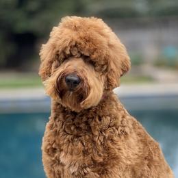 Josie - Australian Labradoodle