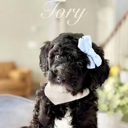 Goldendoodle and Poodle Puppies from Peachy Puppies