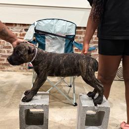 Purple - Black brindle male Cane Corso puppy in Laplace, Louisiana from BFM Cane Corso’s
