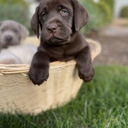 Dilute Retriever and Labrador Retriever Puppies from South Shore Labradors