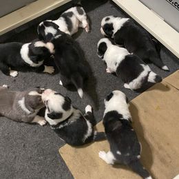 Great Dane puppies from Red Oak Farm and Kennel