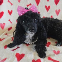 Maltipoo puppies from Cowgirl's Legacy Maltipoos