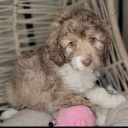 Randy - Aussiedoodle