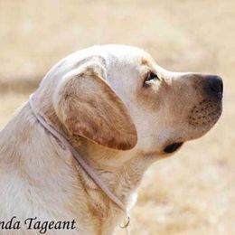 Labrador Retrievers from Everland Labradors