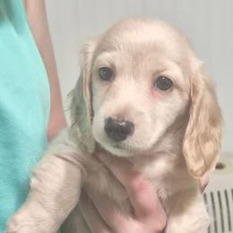 Zoe - Cream female Dachshund puppy in Randolph, Texas from Spindle's Little Treasures