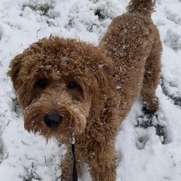 Goldendoodle All Grown Up from Goldendoodle AZ