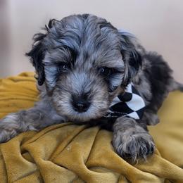 Pip - Merle male Goldendoodle puppy in Decatur, Tennessee from Diamond's Doodles
