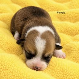 Girl 3 - Sable female Pembroke Welsh Corgi puppy in Port Republic, Maryland from Bestfurends
