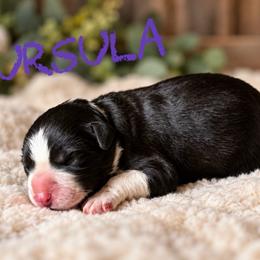 Ursula - Black female Border Collie puppy in Sanger, California from Flying M Cactus Ranch Buddies