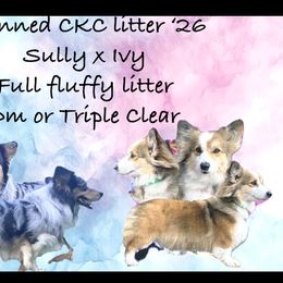 Pembroke Welsh Corgi puppies from Fluffy Butt Acres