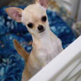 Sugar - Cream female Chihuahua puppy in Orlando, Florida from Destiny Chihuahuas