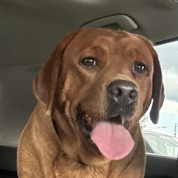 Reba - Labrador Retriever