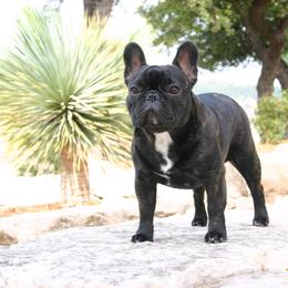 English Toy Spaniel and French Bulldog All Grown Up from Renaissance French Bulldogs and English Toy Spaniels