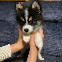 Pomsky Puppies from Rustic Pomskies