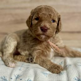 Light Pink - Cream female Goldendoodle puppy in Hesperia, Michigan from Red Acres Poodles & Doodles