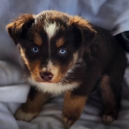 RTM - Red tri-color male Australian Shepherd puppy in Sunbright, Tennessee from Laudrick Aussies