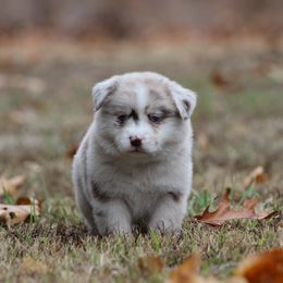 Miniature Australian Shepherd and Toy Australian Shepherd Puppies from Rocky Hill Aussies