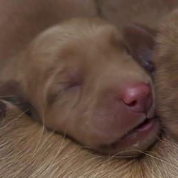 Smokey - Yellow male Labrador Retriever puppy in Brantwood, Wisconsin from Ritchie Road Labradors