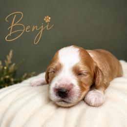 Benji - Caramel red male Australian Labradoodle puppy in Ponchatoula, Louisiana from Cajun Land Doodles