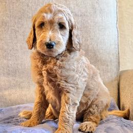Gingerbread (Brown Collar) - Cream male Goldendoodle puppy in Bay City, Texas from Charming Doods