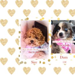 Aussiedoodle All Grown Up from Dixie Poodles Doodles and More