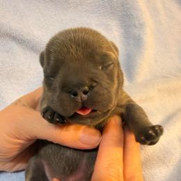 Boy 4 - Blue male French Bulldog puppy in Spanaway, Washington from Frog Faced Frenchies