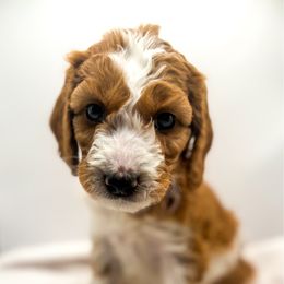 Skylar - Goldendoodle