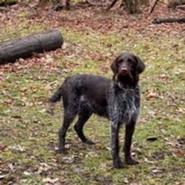 Wirehaired Pointing Griffons from Finger Lakes Griffons